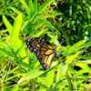 A #Monarch butterfly ( number 55 released about an hour ago on Ma