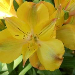 Location: In my shade garden
Date: 05-28-2019
Alstroemeria Princess Lilies® Ariane