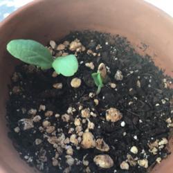 Location: CA
Date: 6/1/2020
I have four of these seedlings. #seedling
