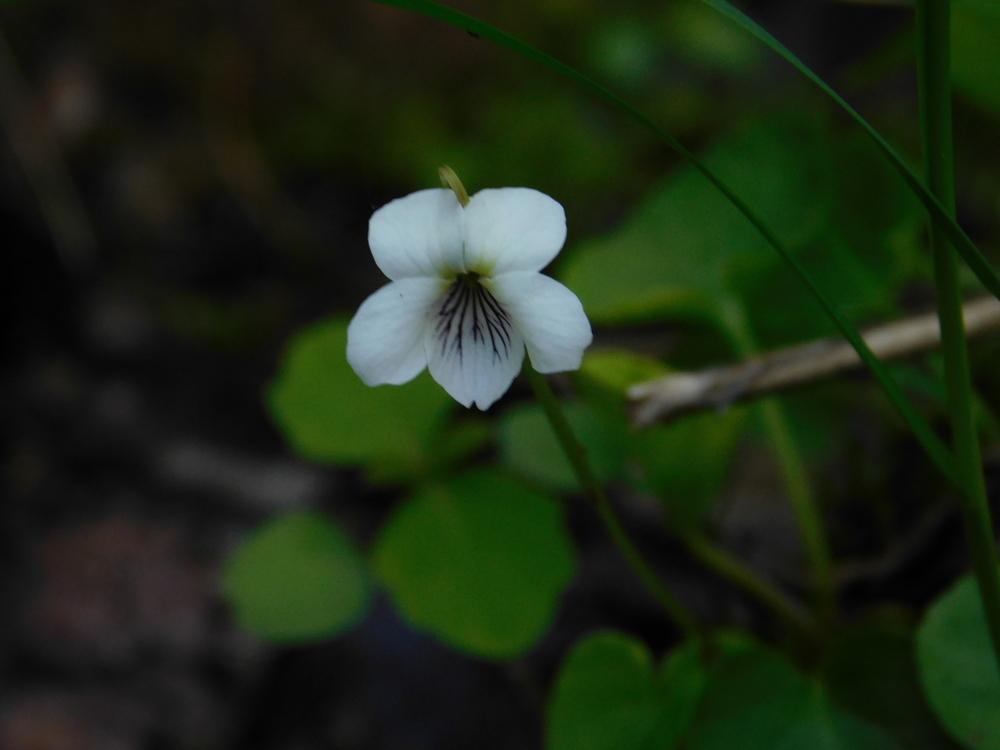 Photo of White Violet (Viola renifolia) uploaded by JHeirloomSeeds