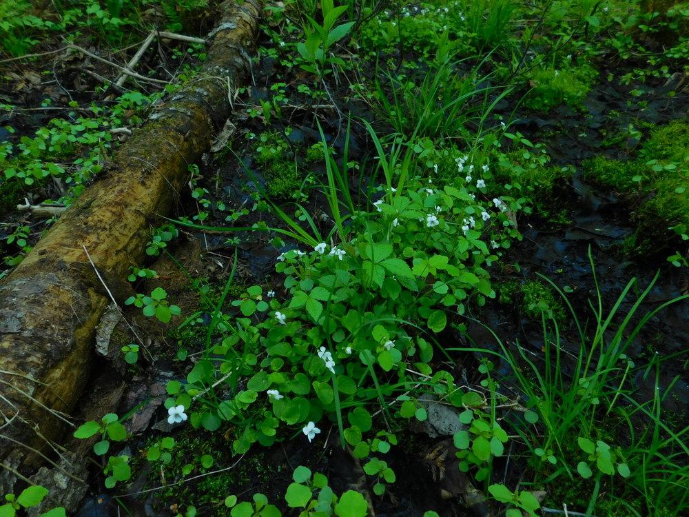 Photo of White Violet (Viola renifolia) uploaded by JHeirloomSeeds
