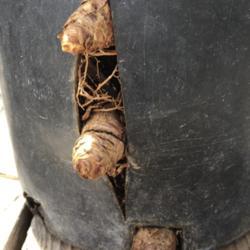 Location: Davis County, Utah, United States
Date: 2020-06-04
Rhizomes breaking out of a pot.