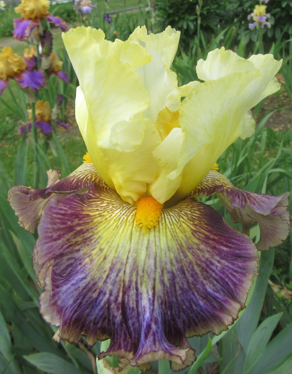 Photo of Tall Bearded Iris (Iris 'Cosmic Melody') uploaded by tveguy3