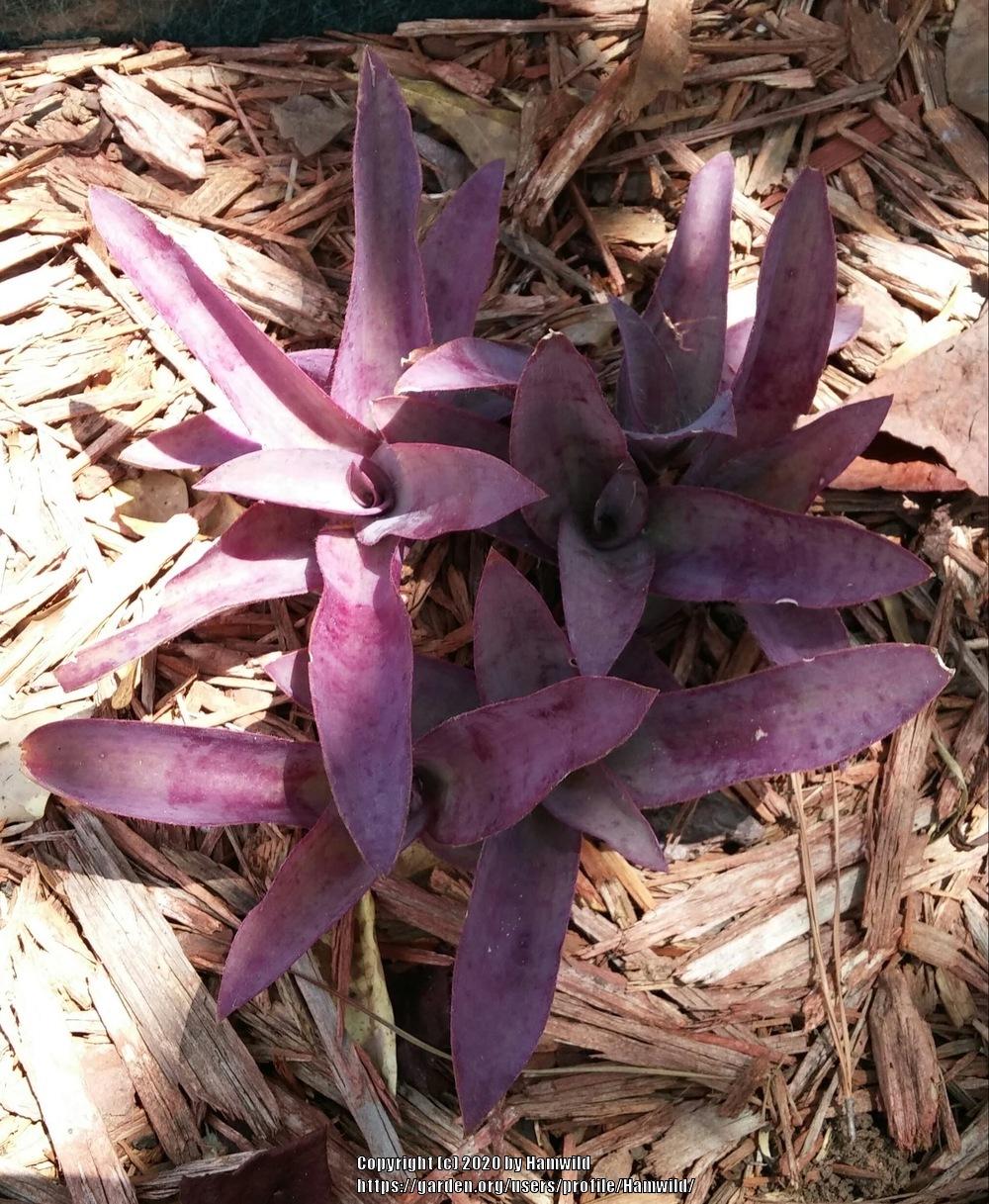 Photo of Purple Heart (Tradescantia pallida) uploaded by Hamwild