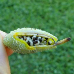 Location: Illinois, US
Date: 2020-06-08
Pod was starting to open. Peeling it open revealed the seeds and 