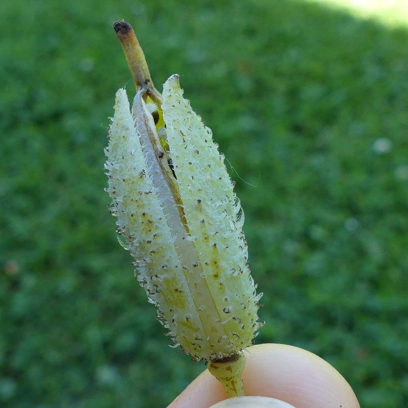Photo of Celandine Poppy (Stylophorum diphyllum) uploaded by molanic