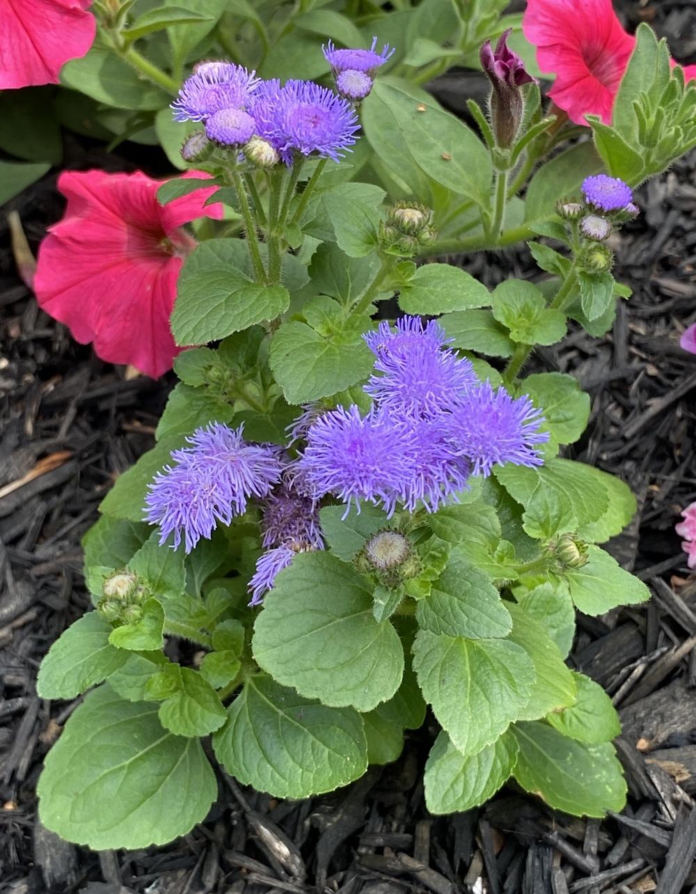 Photo of Floss Flower (Ageratum houstonianum) uploaded by csandt
