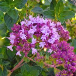 Location: Albuquerque, NM Zone 7b
Date: 06.11.20
O. laevigatum "Hopley's Purple" First bloom of the season