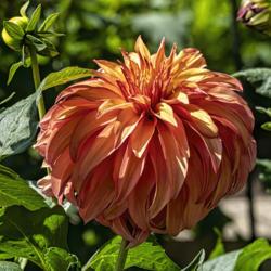 Location: Dahlia Hill, Midland, Michigan
Date: 2019-09-05
Bloomquist Pumpkin - well named both for color and for shape.  'S