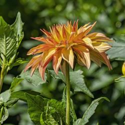 Location: Dahlia Hill, Midland, Michigan
Date: 2019-09-05
Two buds and an opening bloom of Bloomquist Pumpkin.