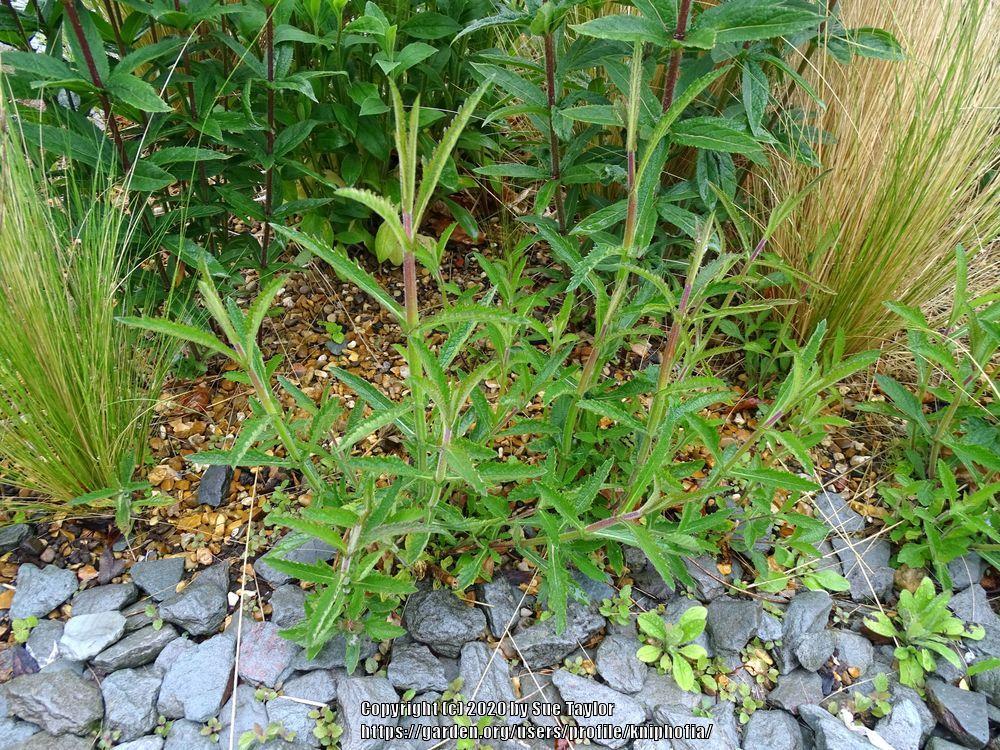 Photo of Tall Verbena (Verbena bonariensis) uploaded by kniphofia