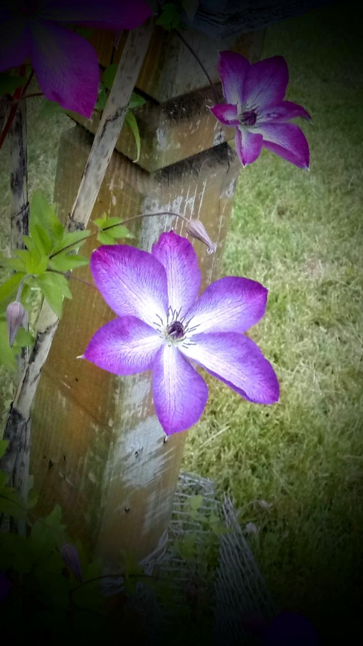 Photo of Clematis uploaded by JayZeke