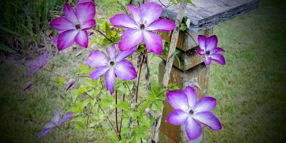 Photo of Clematis uploaded by JayZeke
