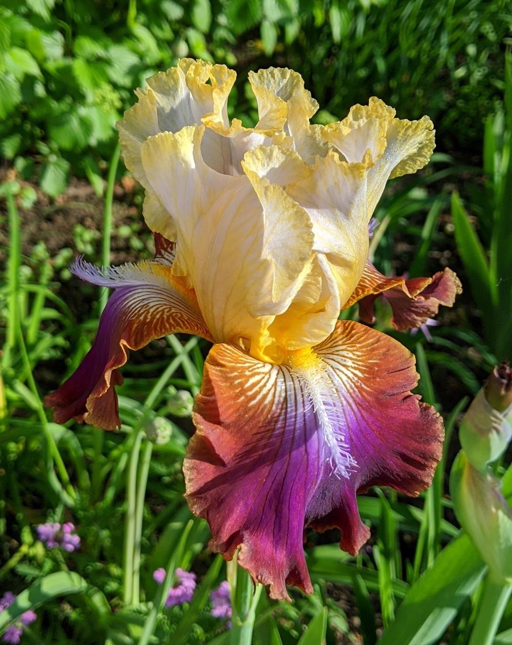 Photo of Tall Bearded Iris (Iris 'Not a Clue') uploaded by Artsee1