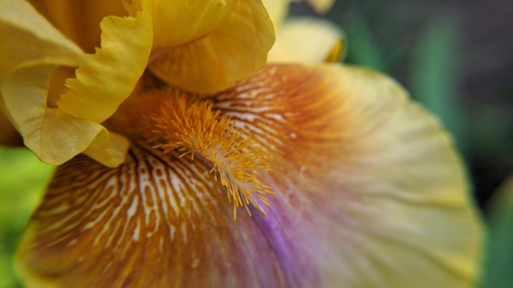 Photo of Tall Bearded Iris (Iris 'Strange Brew') uploaded by Artsee1