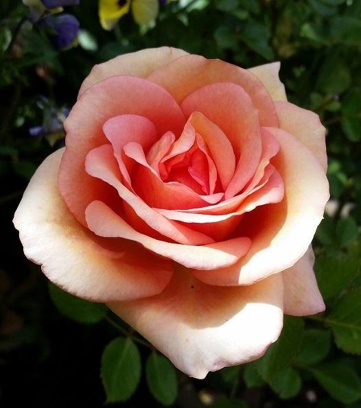 Photo of Roses (Rosa) uploaded by flowerpower35