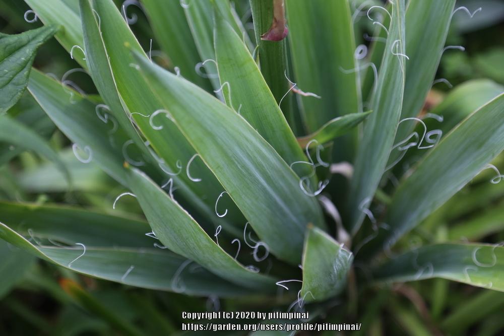 Photo of Adam's Needle (Yucca filamentosa) uploaded by pitimpinai