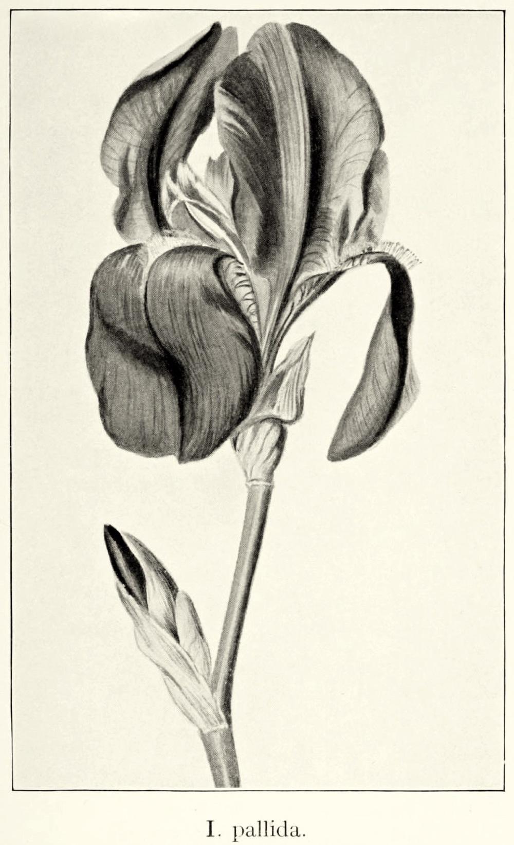 Photo of Species Iris (Iris pallida) uploaded by scvirginia