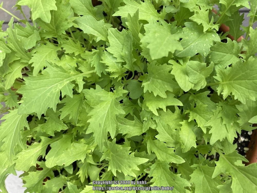 Photo of Mizuna (Brassica rapa subsp. nipposinica 'Mizuna') uploaded by bubs