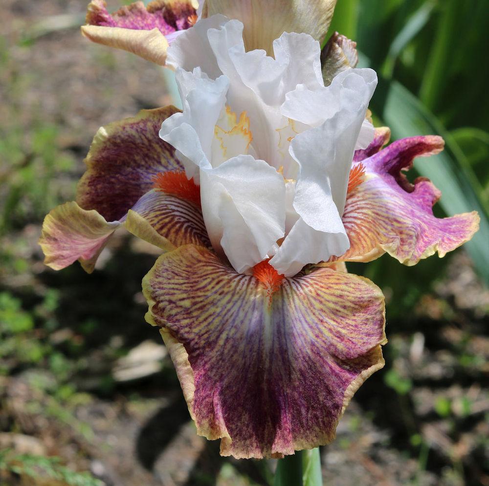 Photo of Tall Bearded Iris (Iris 'Colours of the Wind') uploaded by MShadow