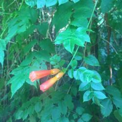 Location: Mooresville, NC
Date: 2020-07-05
Wild trumpet vine growing by our driveway