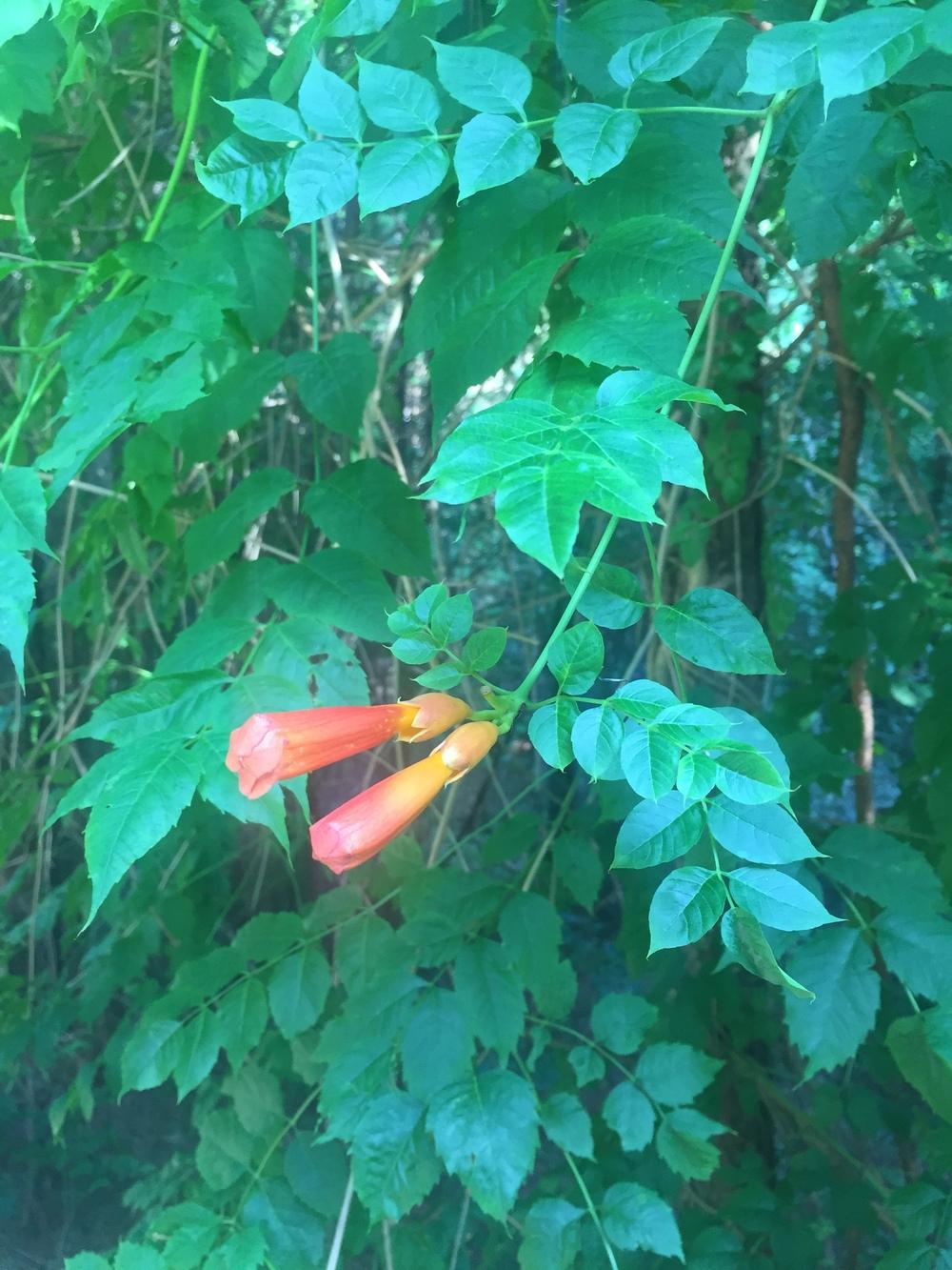 Photo of Trumpet Vine (Campsis radicans) uploaded by WhistlingWisteria