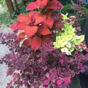 I love grouping coleus of various sizes and colors for a beautifu