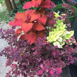 Location: Mooresville, NC
Date: 2020-07-06
I love grouping coleus of various sizes and colors for a beautifu
