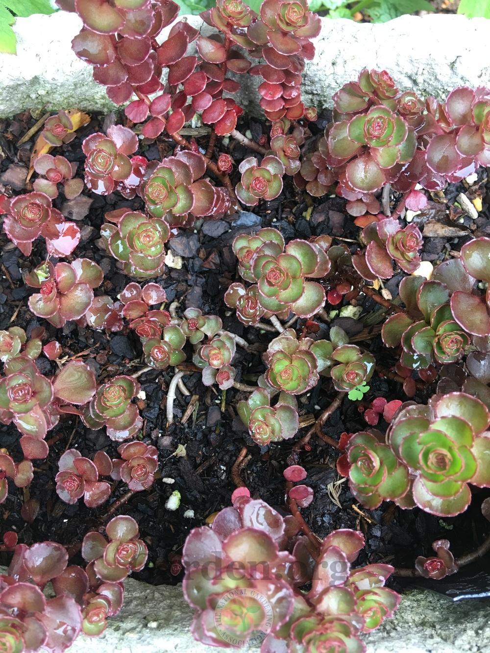 Photo of Two-Row Stonecrop (Phedimus spurius 'Red Rock') uploaded by chickhill