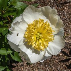 Location: Peony Garden at Nichols Arboretum, Ann Arbor, Michigan
Date: 2019-06-11
An anonymous white Japanese form peony being visited by a tiny ho