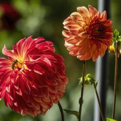 Location: Dahlia Hill, Midland, Michigan
Date: 2019-09-14
Three stages of blooming.  Once blooms open fully, insects can fe