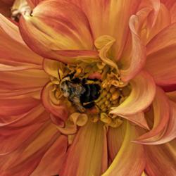 Location: Dahlia Hill, Midland, Michigan
Date: 2018-09-08
Pollen laden bee plundering an informal decoration dahlia.  Usual