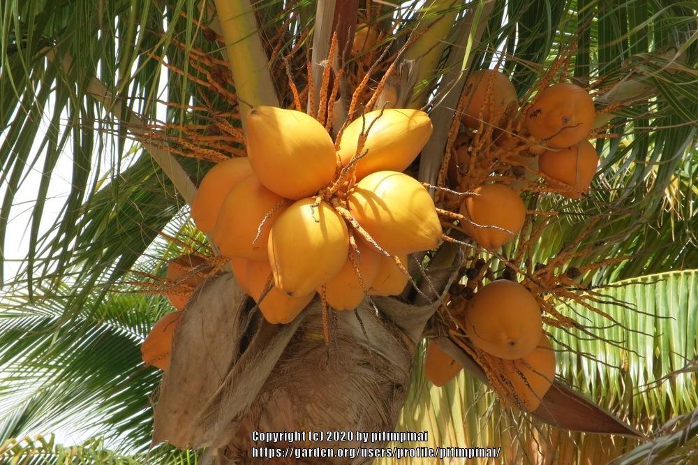 Photo of Coconut Palm (Cocos nucifera) uploaded by pitimpinai
