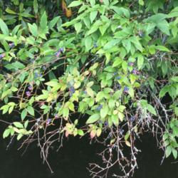 Location: Newland, NC
Date: 2020-07-18
I found this wild blueberry bush growing over the lake!
