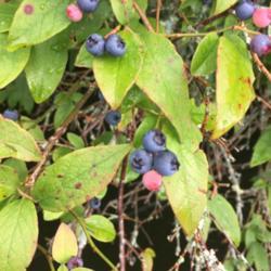 Location: Newland, NC
Date: 2020-07-18
These wild blueberries were very tasty!  Not super sweet, but a s