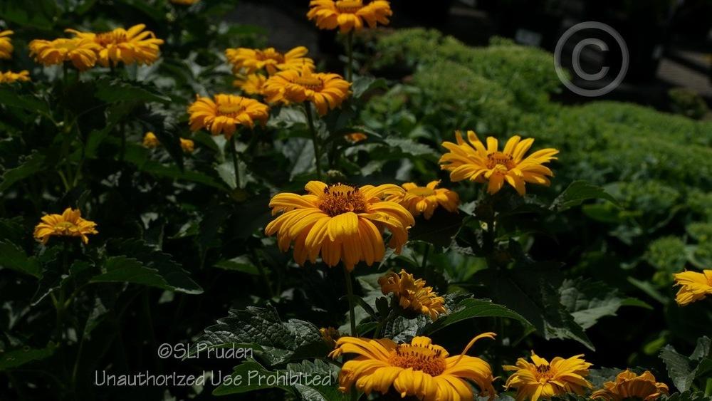Photo of False Sunflower (Heliopsis helianthoides) uploaded by DaylilySLP