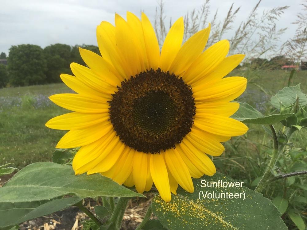 Photo of Sunflowers (Helianthus annuus) uploaded by KYgal