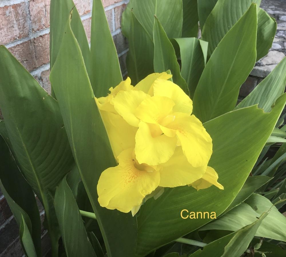 Photo of Cannas (Canna) uploaded by KYgal