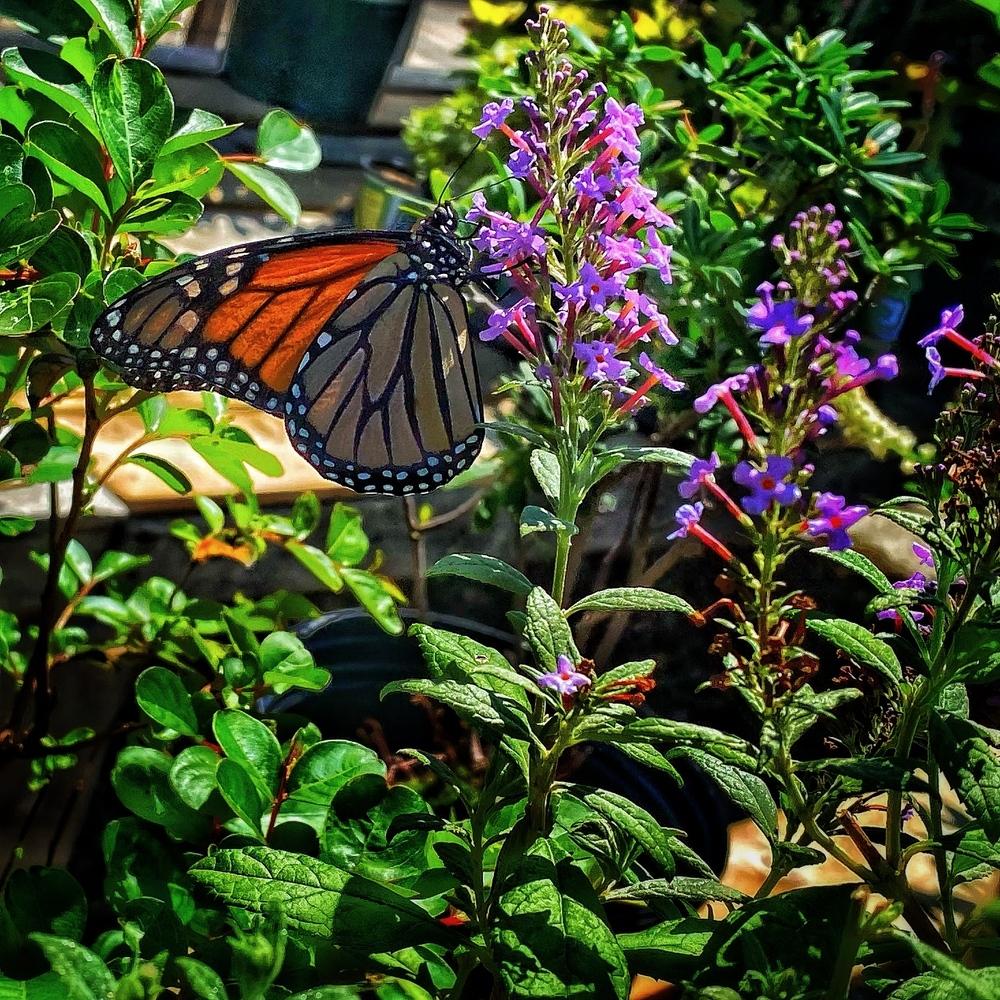 Photo of Butterfly Bushes (Buddleja) uploaded by Universal_G
