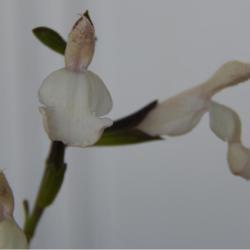 Location: in my friend's garden in Oklahoma City
Date: 07-30-2020
Salvia greggii 'Alba'