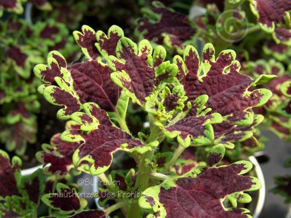 Photo of Coleus (Coleus scutellarioides 'Inky Fingers') uploaded by DaylilySLP