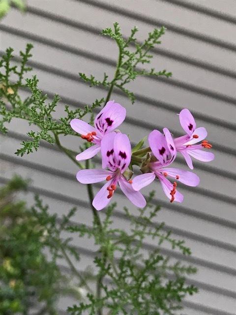 Photo of Pine Geranium (Pelargonium denticulatum 'Filicifolium') uploaded by carpathiangirl