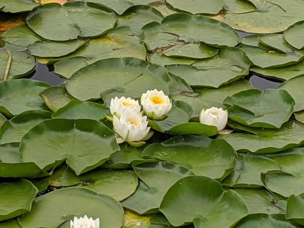 Photo of Water Lily (Nymphaea alba) uploaded by Joy