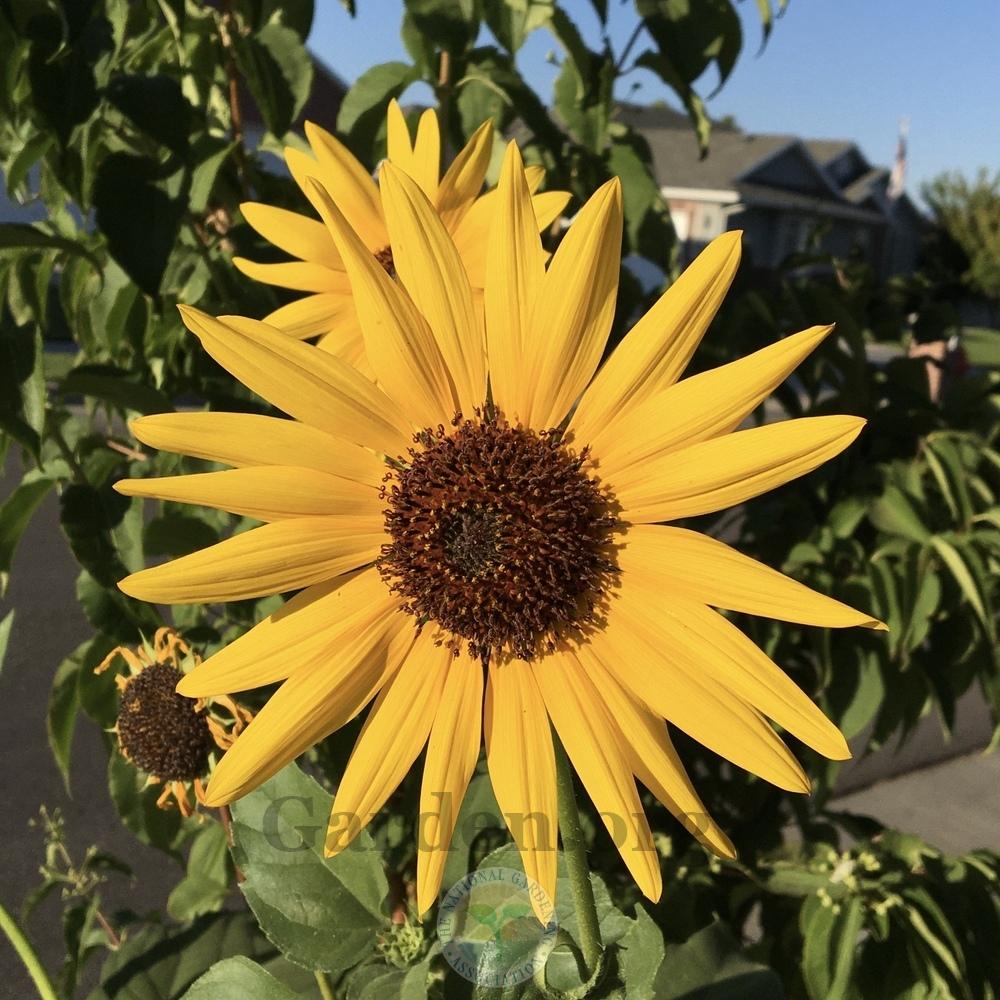 Photo of Sunflowers (Helianthus annuus) uploaded by BlueOddish