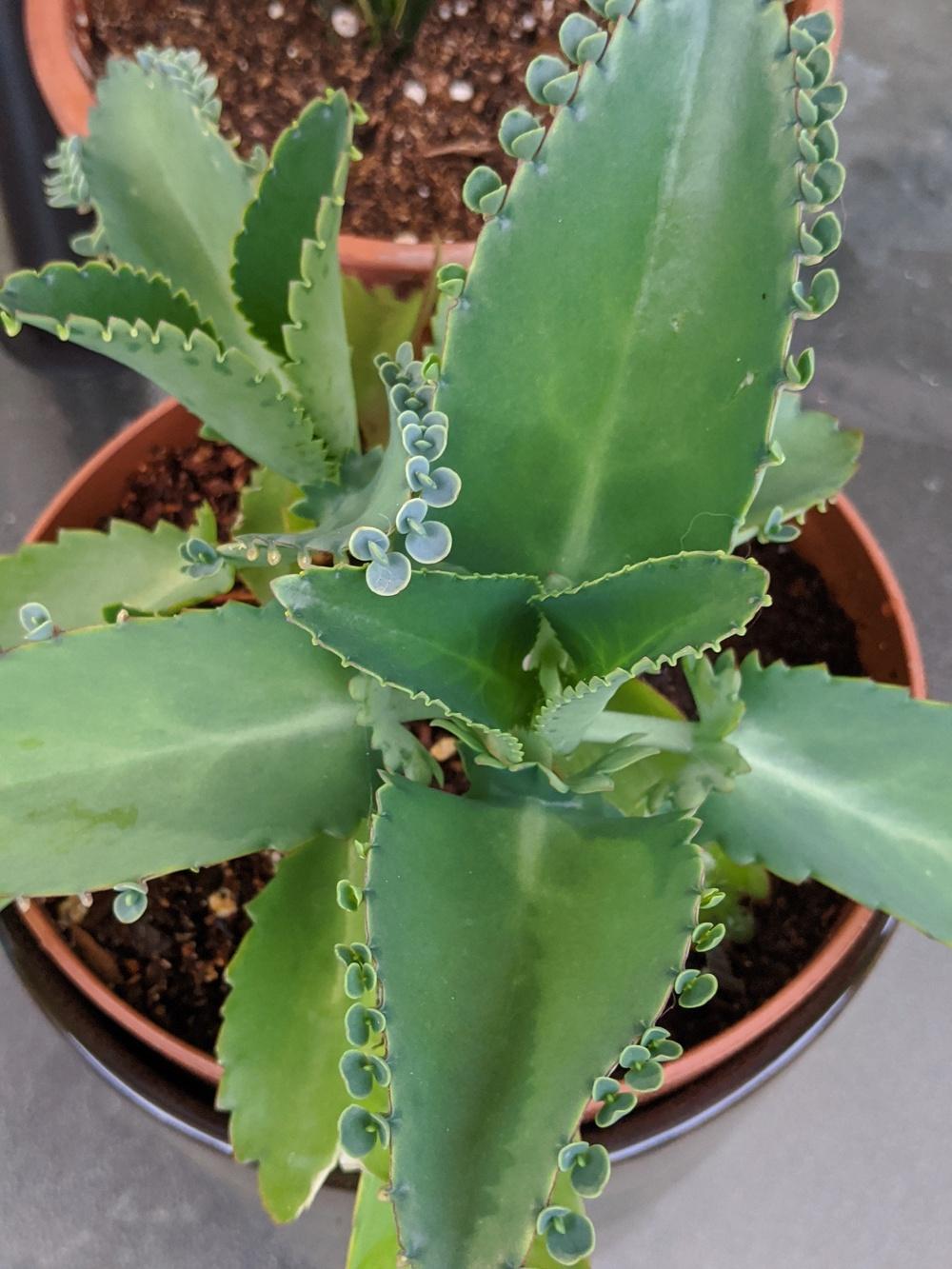 Photo of Mother of Thousands (Kalanchoe daigremontiana) uploaded by Joy