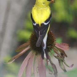 Location: Woodbridge , Va
Date: 2020-08-07
Seed Head and the American Goldfinch that likes to and was eating