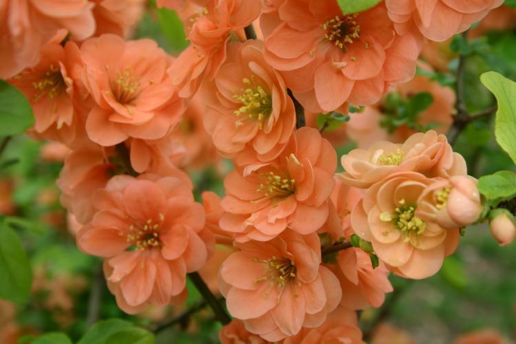 Photo of Flowering Quince (Chaenomeles japonica) uploaded by jathton