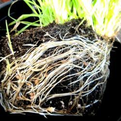 Location: Toronto, Ontario
Date: 2020-08-13
Yellow Nutsedge (Cyperus esculentus) roots with small bulbs formi