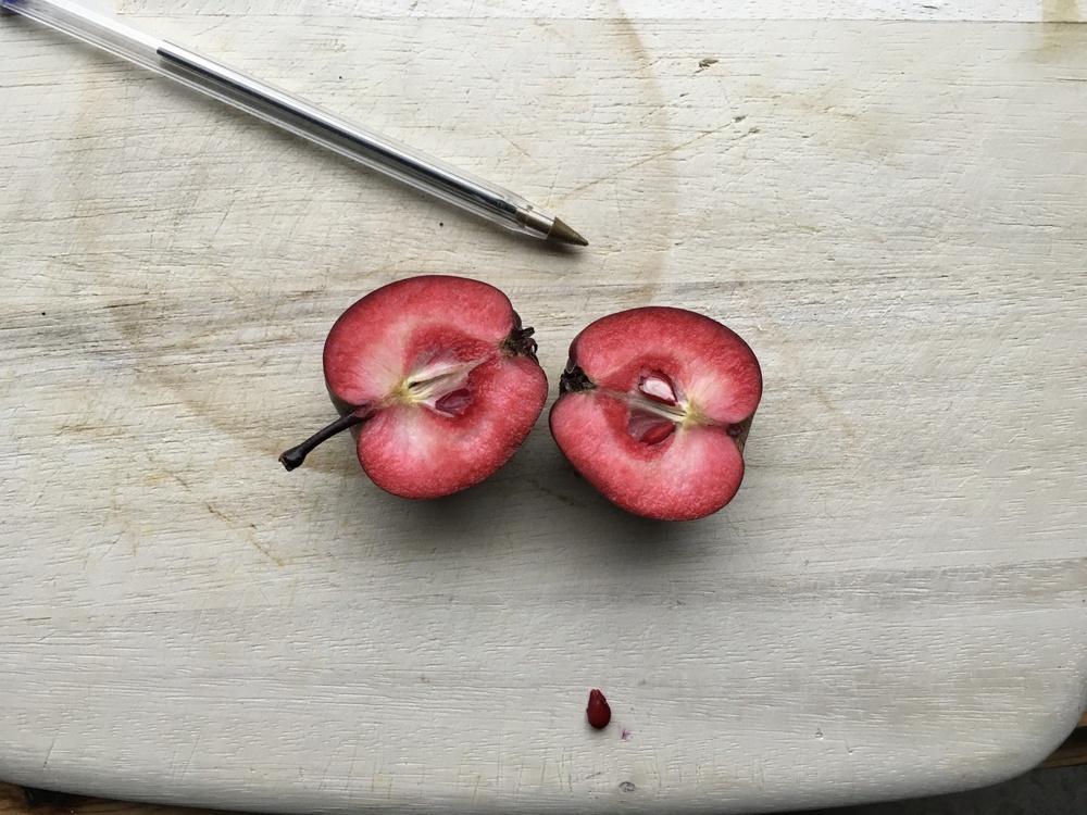 Photo of Apples (Malus) uploaded by Mariska