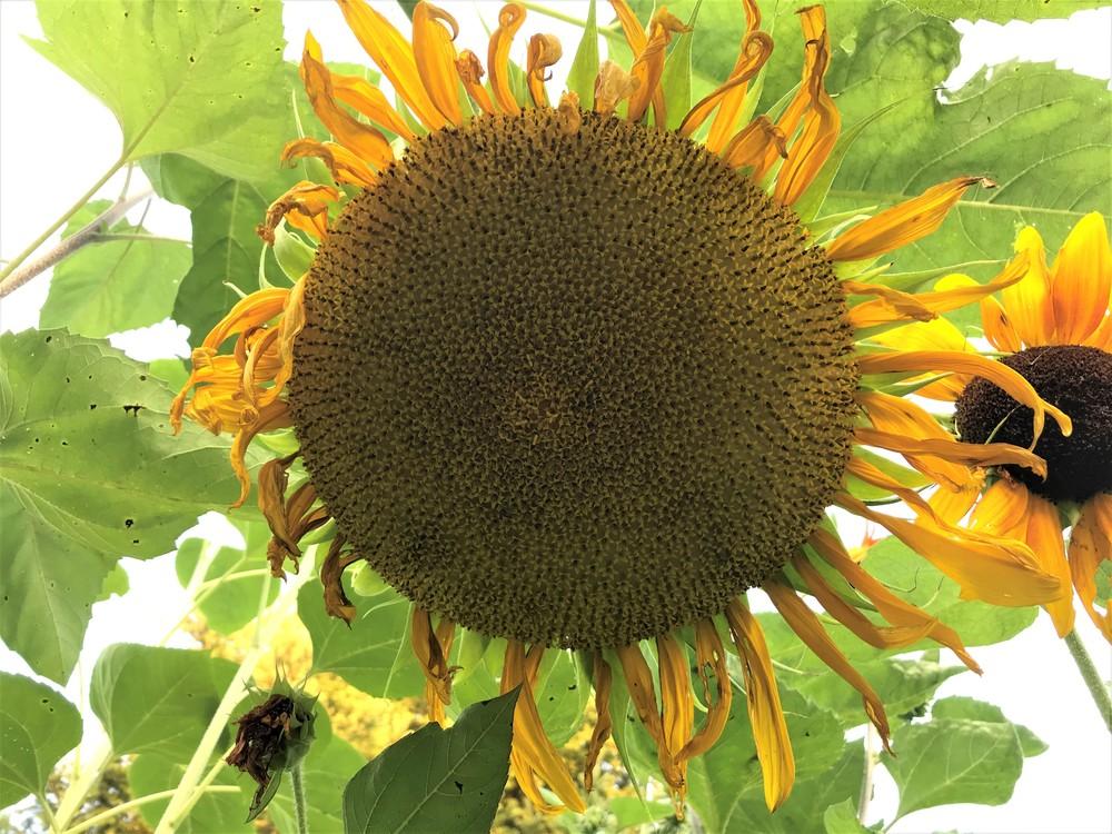 Photo of Sunflowers (Helianthus annuus) uploaded by nativeplantlover